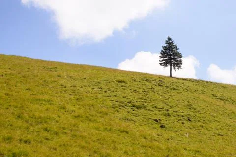 Single pine tree in mountains on horizon Stock Photos