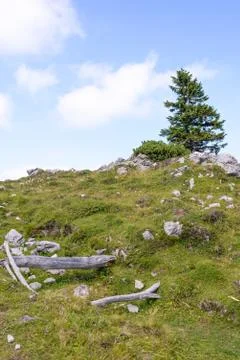 Single pine tree in mountains on horizon Stock Photos