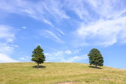 Single pine tree in mountains on horizon Stock Photos
