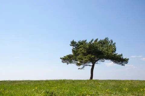 Single pine tree Stock Photos