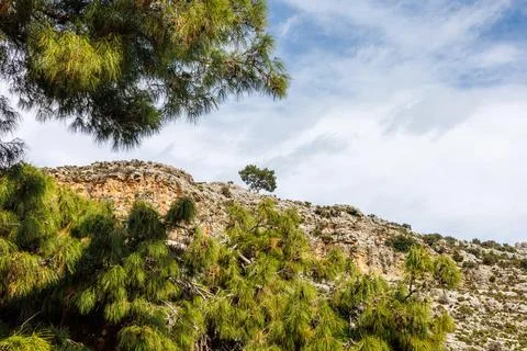 Single pine tree on rocky mountain ridge Stock Photos