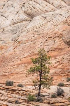 A single pine tree standing in front of a massive sandstone wall with smaller Stock Photos
