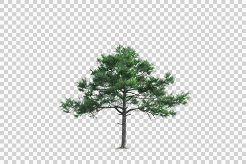 A single pine tree stands tall with lush green foliage, isolated against a pl Stock Photos