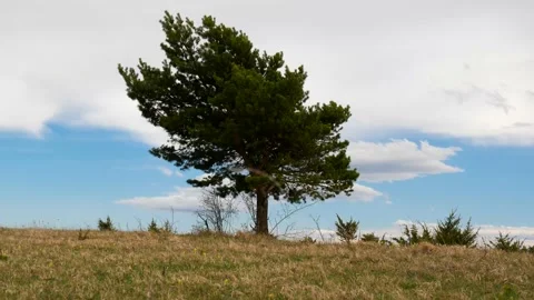 Single pine tree on the top of the mountain Stock Footage 153616904