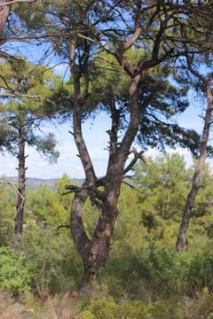 Single pine wood  tree Stock Photos