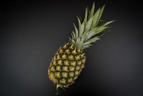 Single Pineapple Isolated  Tropical Fruit Product Shot.. Stock Photos