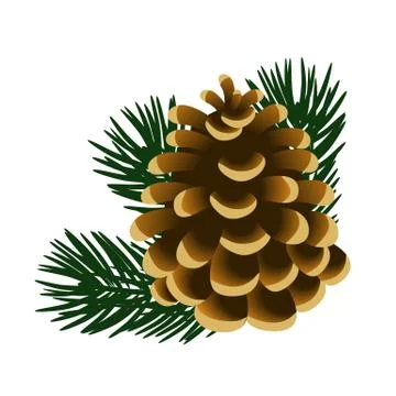 Single pinecone and twigs of pine tree isolated on white background. Sample of Stock Illustration
