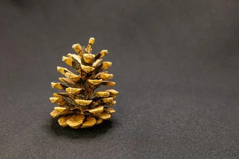 A single pinecone with brown and black scales stands on a dark, textured back Stock Photos