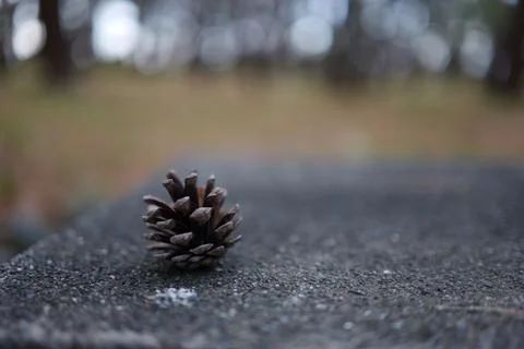 A single pinecone on the ground Stockfoto's