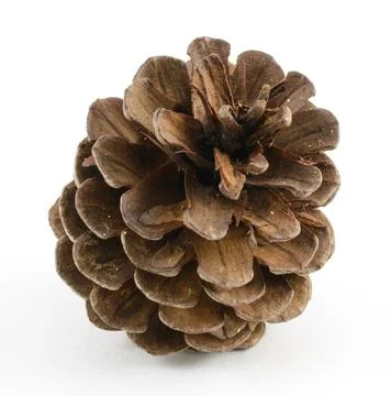 Single Pinecone Stock Photos