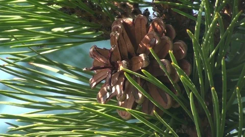 A single pinecone on a pine in the summer sun Stock Footage 73466858