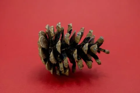 A single pinecone rests on a red background, its scales open and dry. Stock Photos