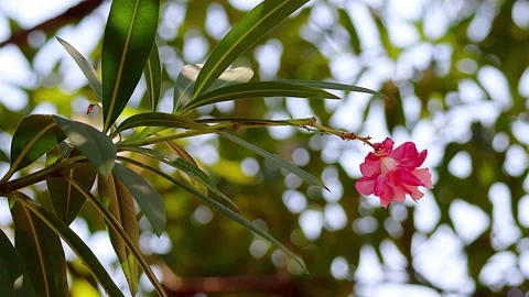 Single pink and white oleander swaying in beautiful sunlit green background,4K 库存影片 343547635