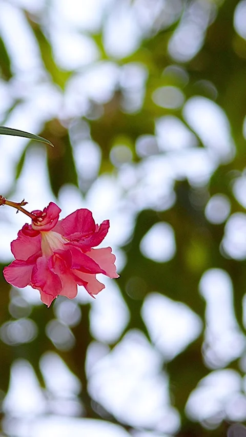 Single pink and white oleander swaying in beautiful sunlit green background,02 库存影片 343547870