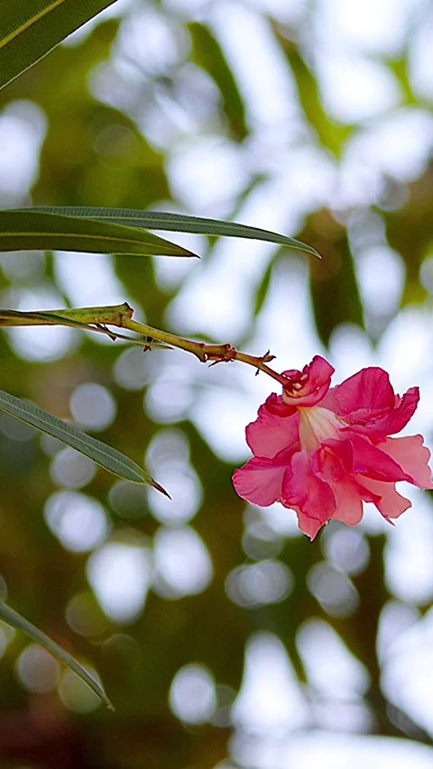 Single pink and white oleander swaying in beautiful sunlit green background,01 库存影片 343547906