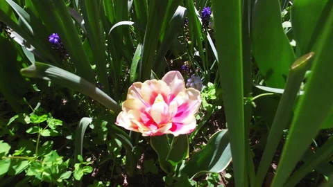 Single Pink and White Tulip Amongst Lush Green Leaves Stock Footage 272732250