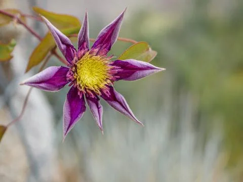 Single Pink clematis with blurry background in the garden. Stock Photos