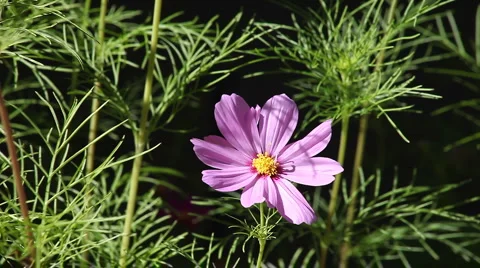 Single pink cosmos flower Stock Footage 1004442