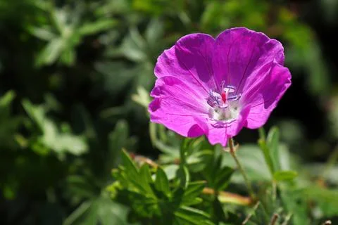 A single pink cranesbill geranium in bloom Stock Photos