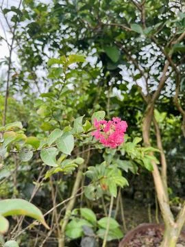 Single Pink Crape Myrtle Flower Blooming on a Branch blossom Foto stock
