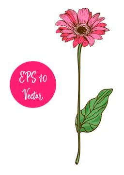 Single pink daisy flower vector illustration, beautiful flower on long stem  Stock Illustration