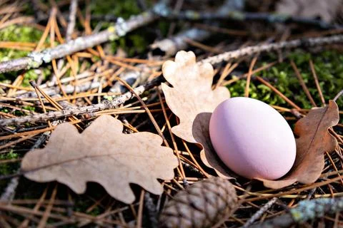 A single pink Easter egg rests on dry oak leaves in a forest floor setting Stock Photos