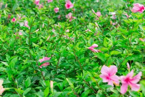 Single pink flower on green background have empty space for graphic resource Stock Photos