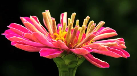 Single Pink Flower HD Stock Footage 40714694