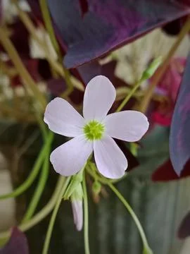 Single Pink Flower of Oxalis Triangularis Plant Stock Photos