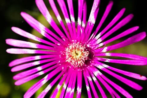 Single pink flower Stock Photos