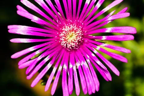 Single pink flower Stock Photos