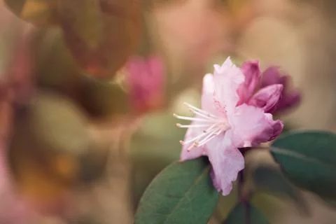 Single pink flower Stock Photos