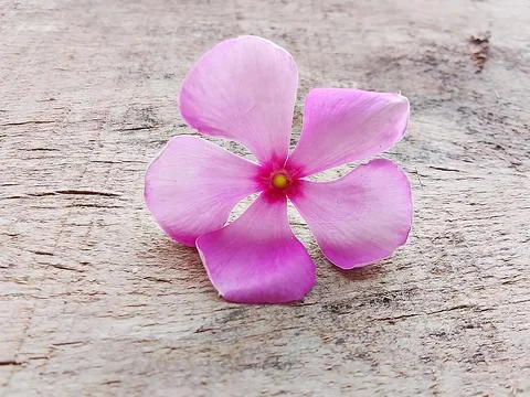 Single pink flower resting on rustic wooden texture with botanical background Stock Photos