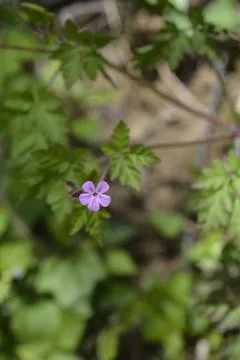 Single Pink Herb Robert Flower in Forest Stock Photos