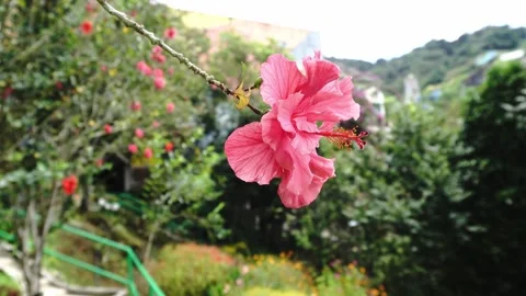 A single pink hibiscus flower with delicate petals and a prominent stamen set Stock Footage 346396036