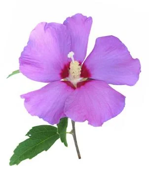 Single pink hibiscus Stock Photos