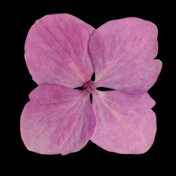Single Pink Hydrangea Flower Isolated on Black Foto stock