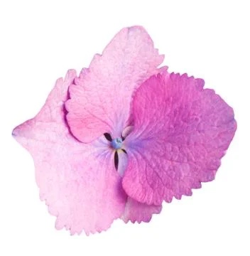 Single  pink Hydrangea flower isolated on white Stock Photos