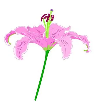 Single pink lilly flower. Vector illustration. Stock Illustration