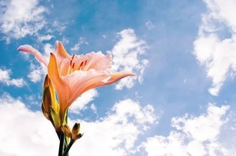 Single Pink Lily Stock Photos