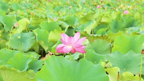 Single pink lotus flower blooming in a lush green pond during rainy season Video stock 342016187