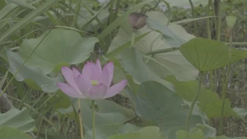 Single pink lotus flower blooming in green leaves Vídeos de archivo 343585227