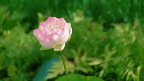 Single Pink Lotus Flower Blooming in a Pond Stock Footage 346412281