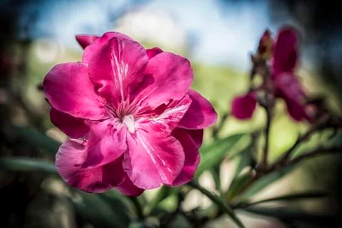 A single pink oleander Stock Photos
