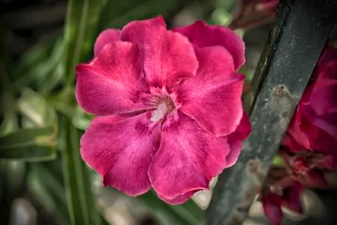 A single pink oleander Stock Photos