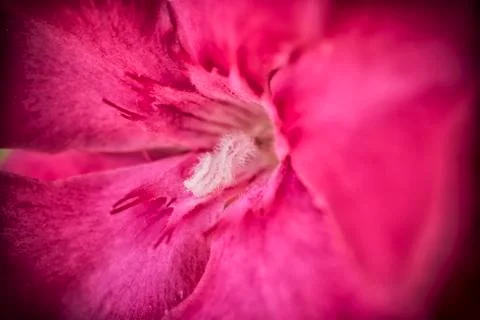 A single pink oleander Stock Photos