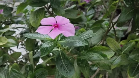 A single pink periwinkle flower Stock Footage 313942356