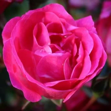 Single pink rose bloom macro Stock Photos