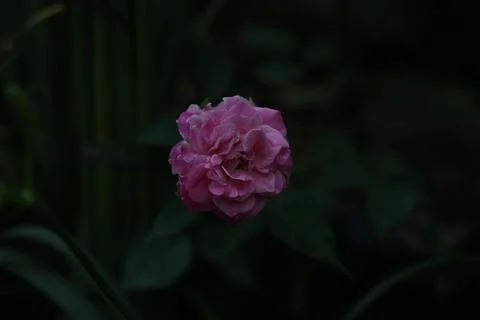 A single pink rose bloom stands out in a dimly lit garden with surrounding gr 库存照片