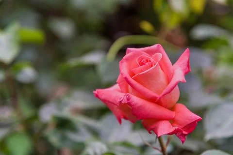 Single pink rose close up Stock Photos